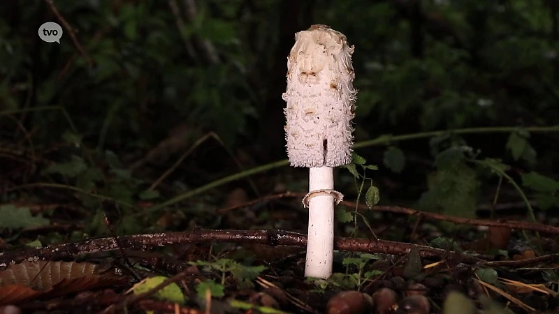 Paddenstoelen: Kijken mag, aankomen niet!