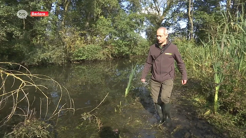 Otter nu ook gespot aan het Donkmeer in Berlare