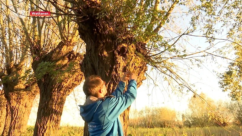 200 vrijwilligers gezocht om bomen te knotten