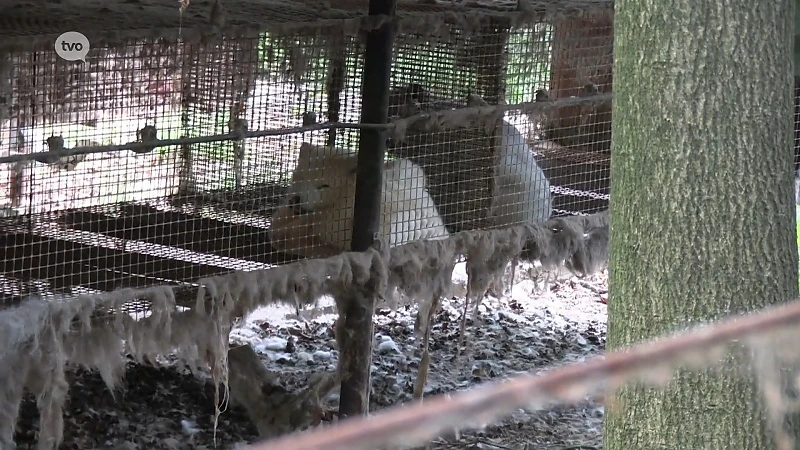 Verwaarloosde poolvosjes krijgen onderdak bij SOS Wilde Dieren in Geraardsbergen