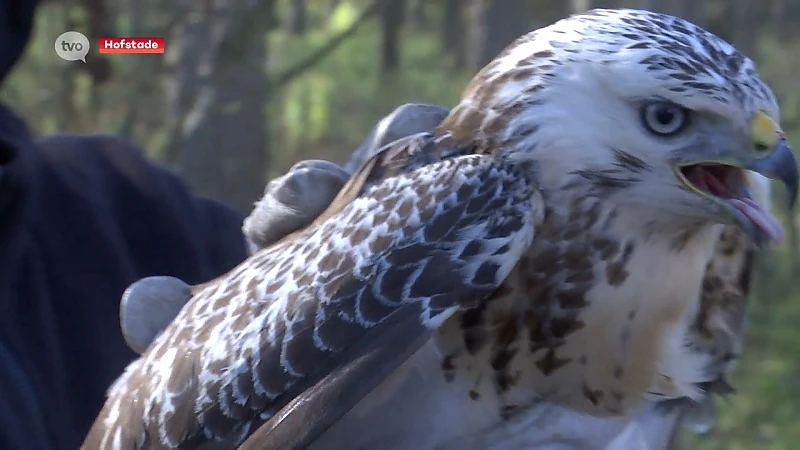 Buizerd opnieuw vrij, maar vogelopvangcentrum in de problemen