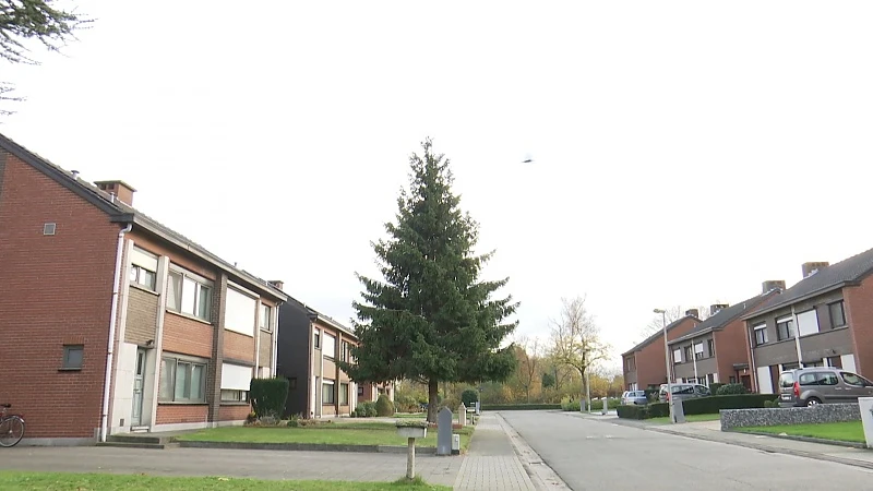 Sint-Niklazenaar schenkt 29 jaar oude spar van 12 meter hoog weg