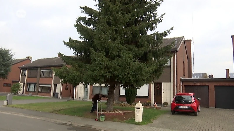 Stad Sint-Niklaas gaat spar 'nonkel Jules' laten schitteren waar hij nu staat