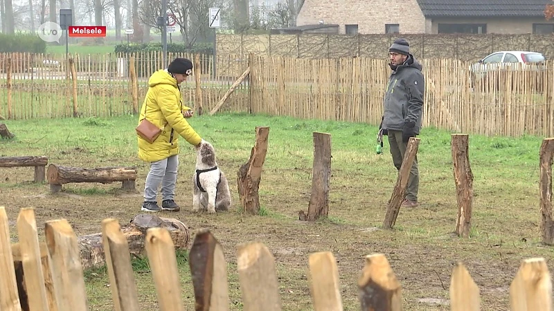 Beveren wil reglement invoeren op hondenweides nadat Jack Russel werd doodgebeten door grotere hond