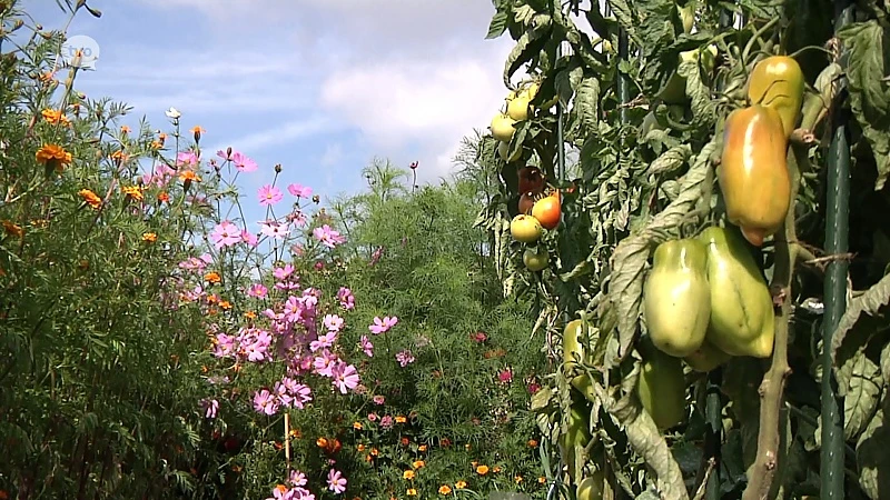 Moestuiniers kunnen vanaf nu ook terecht in Wetterse zadenbib