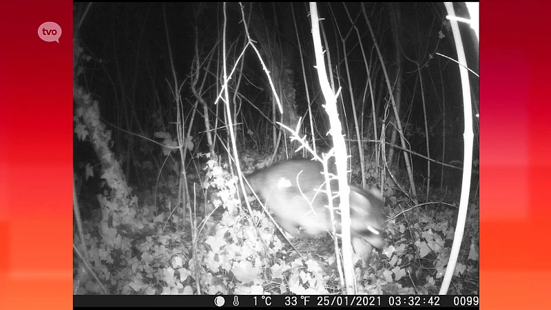 Wasbeer gefotografeerd in Aalsterse Paddenhoek