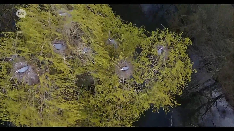 Prachtige natuurbeelden: reigerkolonie breidt uit in Mespelare