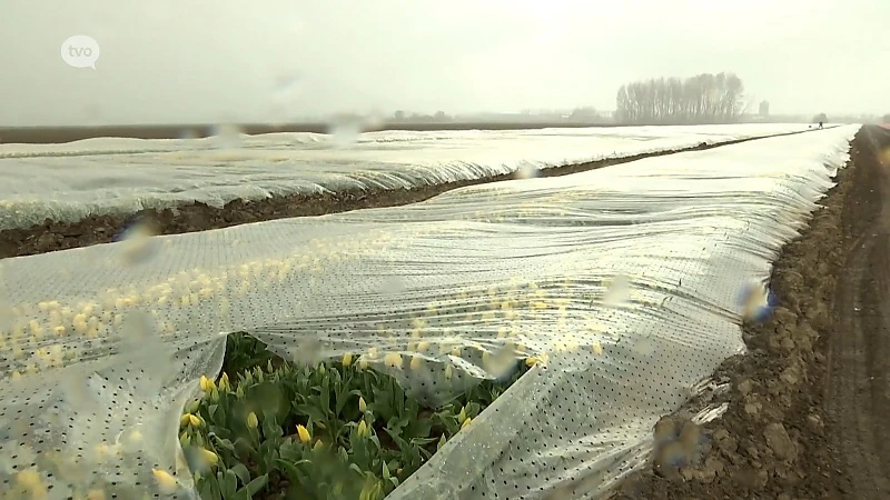 Meerdonkse tulpen worden 'ingedekt' om ze te beschermen tegen aprilse grillen