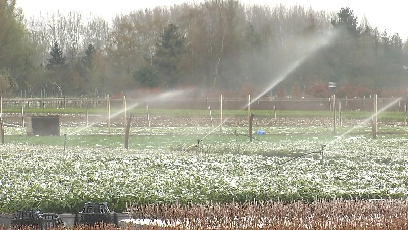 Eerste rododendronscheutjes moeten besproeid worden tegen de vorst