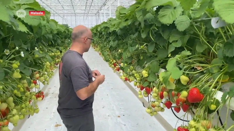 In Melsele zijn de kwekers klaar voor het aardbeienseizoen