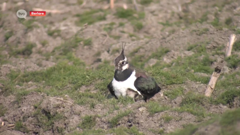 Op zoek naar weidevogelnesten met een warmtecamera in de lucht