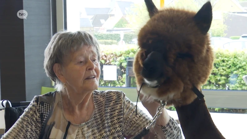Alpaca's op bezoek in rusthuis in Overmere: "Die blaffen toch niet?"