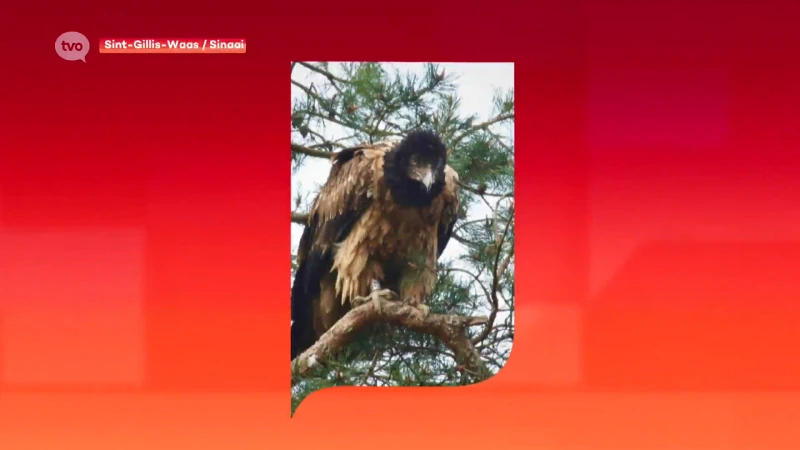 Grootste roofvogel van Europa gespot boven het Waasland