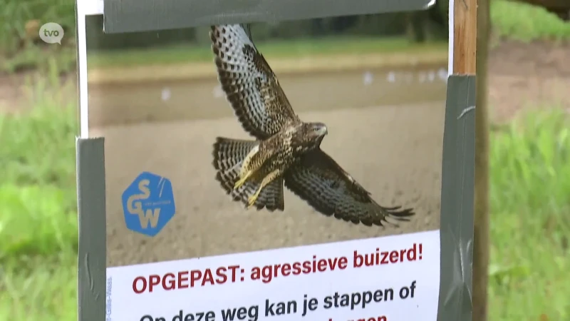 Agressieve buizerd teistert opnieuw joggers in Sint-Gillis-Waas