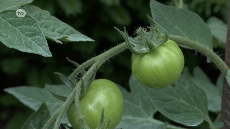 Geen groenten en eieren meer uit eigen tuin in omgeving treinramp Wetteren