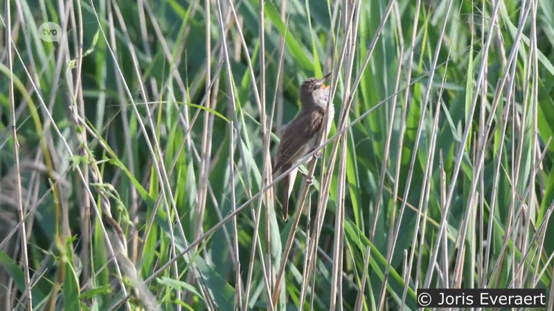 Zeldzame grote karekiet gespot in Lokers natuurgebied