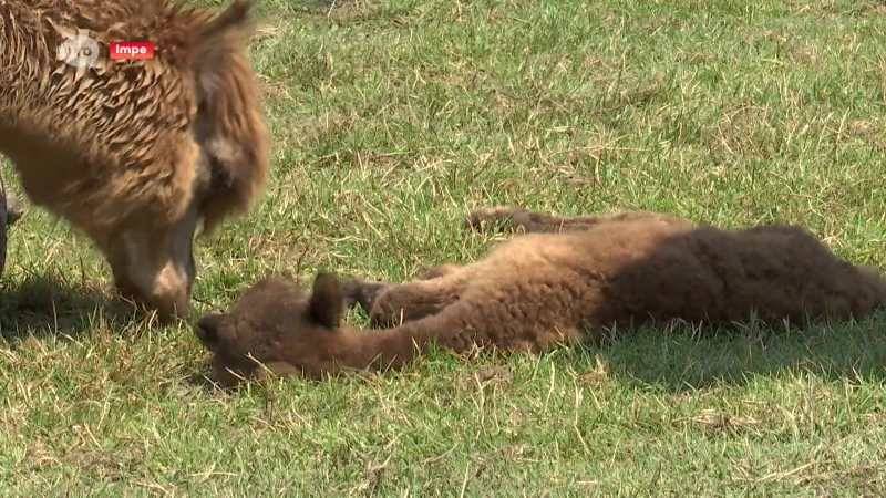 Schattig babynieuws: baby-alpaca geboren in Impe!