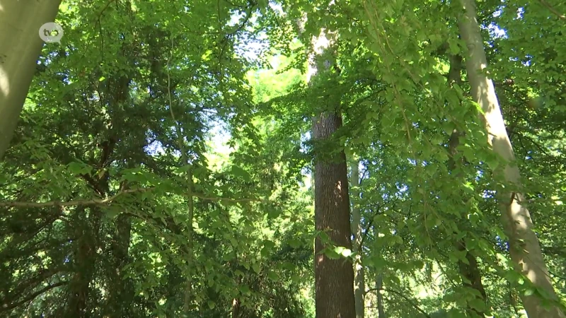 26 oude bomen moeten weg in Scheldepark in Temse