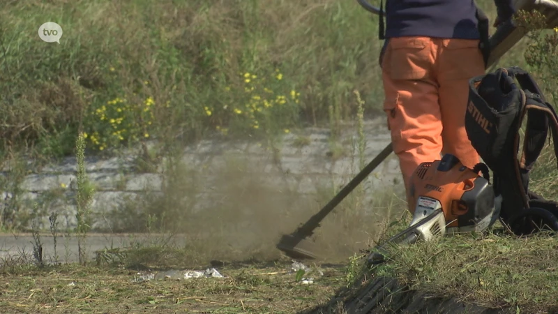 Sint-Gillis-Waas snoeit zelf het onkruid op rotonde en presenteert de rekening aan AWV: "Blijkbaar was het niet mogelijk om eerder langs te komen"