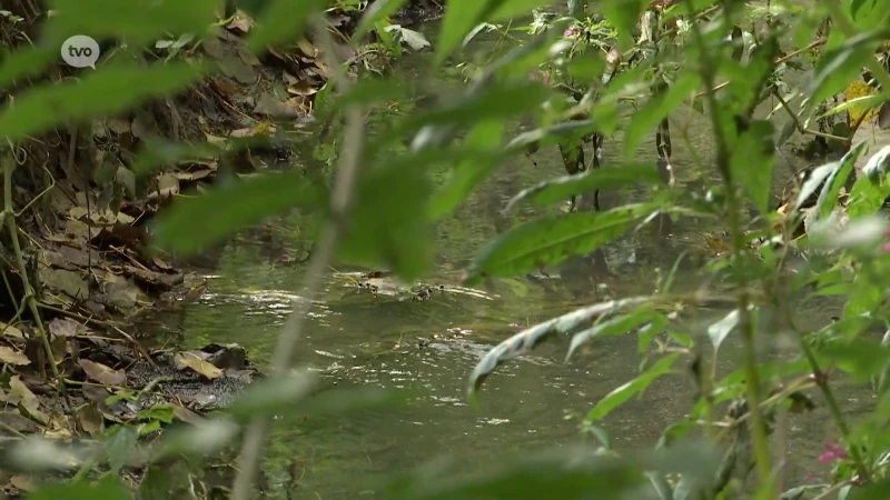 Wetland moet centrum Aalst behoeden voor overstromingen, ook Dendermonde krijgt er één