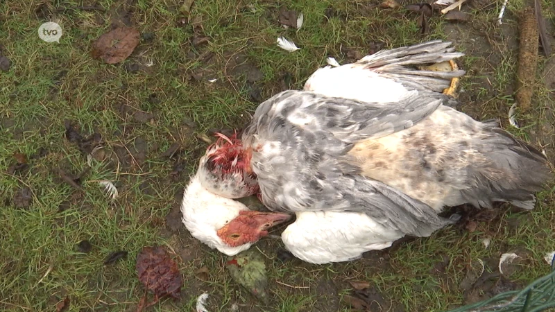 Hoofdafbeelding voor artikel TV Oost Nieuws van vrijdag…