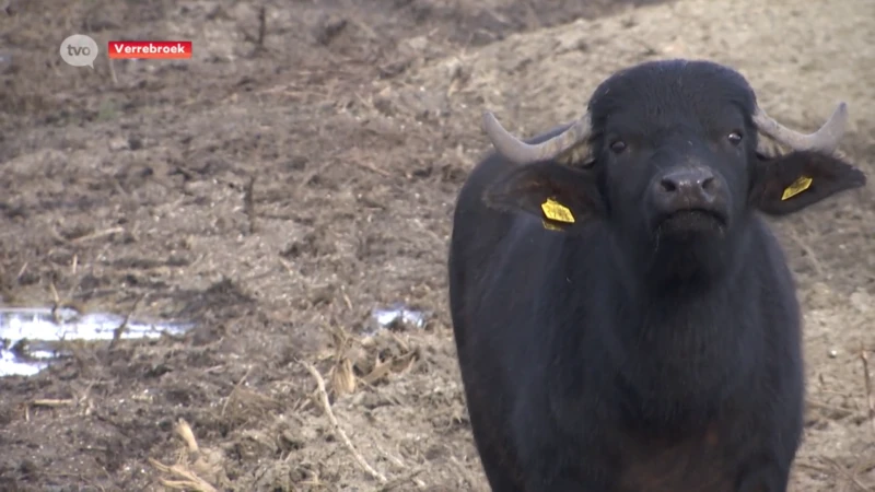 Eerste waterbuffels op Vlaamse bodem grazen in de natuur van de Verrebroekse Plassen