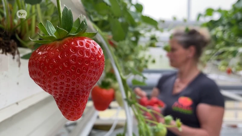 Aardbeien uit Melsele smaken ook dit seizoen weer bijzonder goed