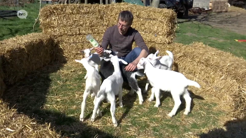 Na 280 witte lammetjes plots een zwart bokje op geitenboerderij in Impe