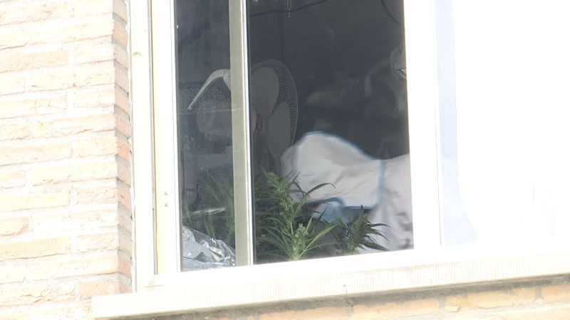 Politie valt tegelijkertijd binnen op verschillende wietplantages, waaronder één in Aaigem