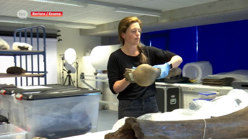 Tienduizenden jaren oude mammoetbeenderen arriveren in Ename