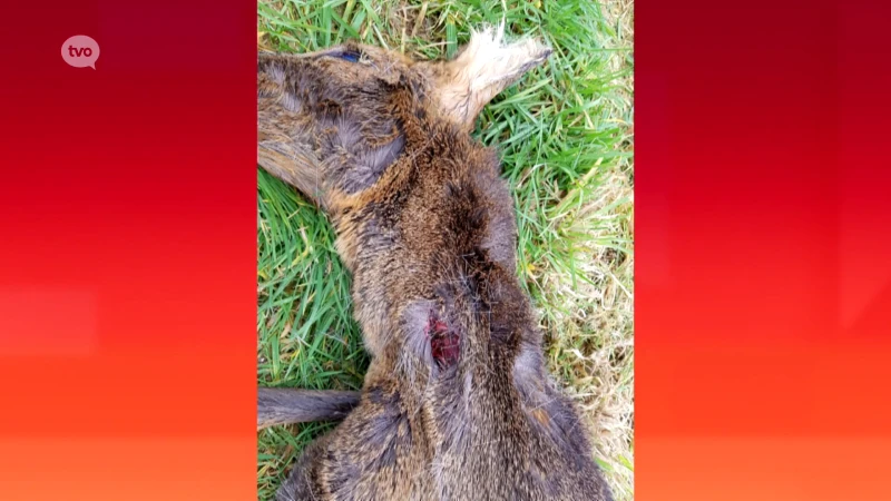 Na 150 jaar opnieuw sporen van wolf aangetroffen in Lokeren