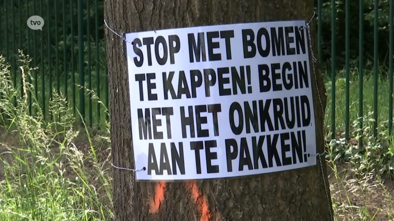 Tientallen bomen aan de Zuidlaan worden gekapt en dat zorgt voor ongerustheid in Wetteren