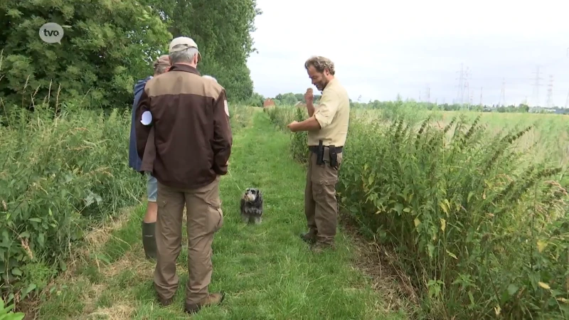 Extra controles op loslopende honden in bossen: "Honden kunnen fauna en flora verstoren"