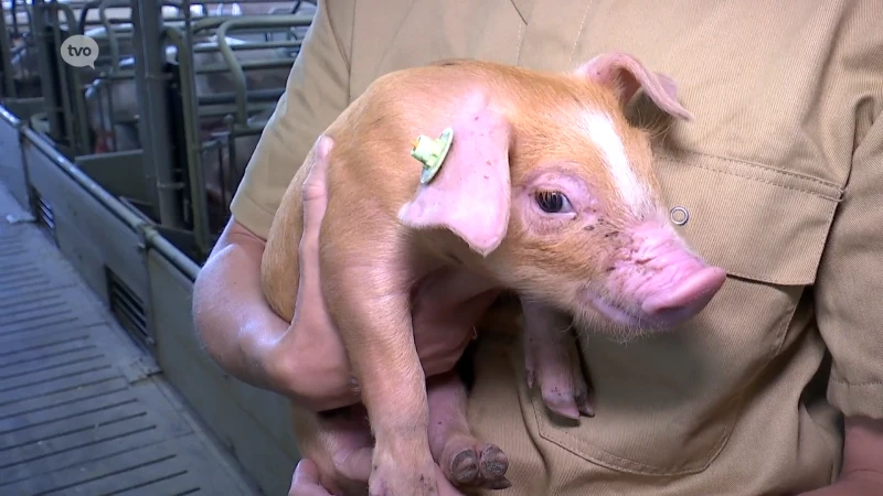 Bagynhof in Nieuwkerken schakelt over naar duurzame varkenshouderij met korte keten