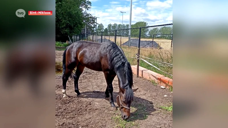 Politie voert onderzoek naar gestolen paard in Sint-Niklaas: "Hopelijk wordt hij goed verzorgd"