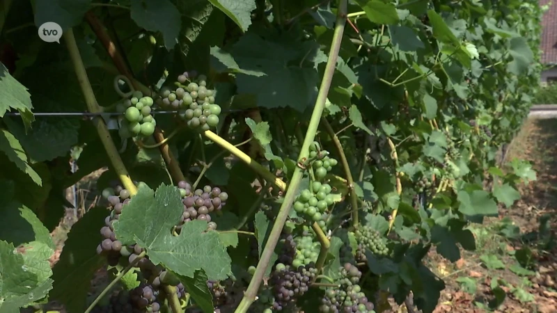 Hitte en droogte ideaal voor wijnbouwers: "Volume iets lager, maar kwaliteit is uitstekend"