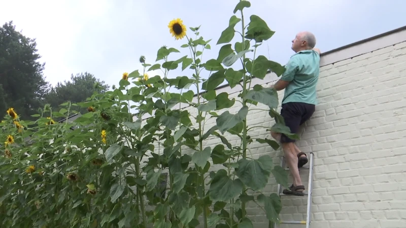 Hete zomer: zonnebloemen van Herman uit Geraardsbergen breken alle records