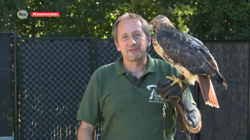 Martin vindt na 10 dagen zijn vermiste roodstaartbuizerd terug: "Mijn vrouw gaat jaloers zijn"