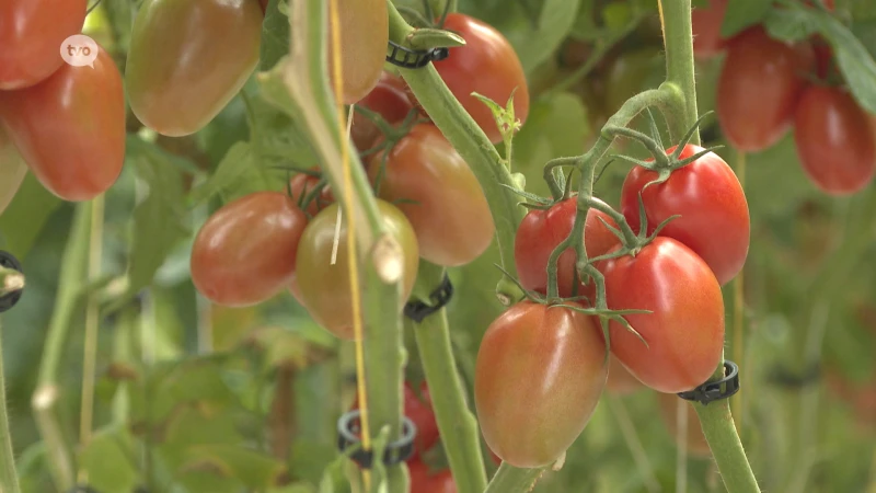 TV Oost Nieuws van vrijdag 16/09/2022
