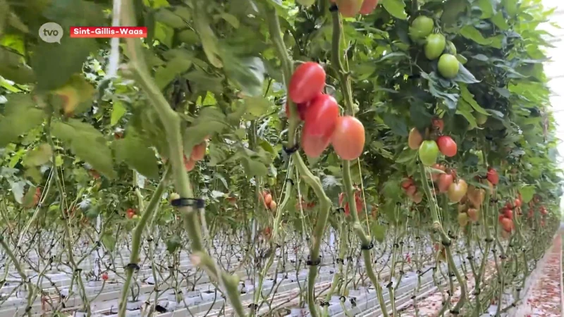 Tomatenkweker uit Sint-Gillis-Waas doet deze winter het licht uit: "Haast geen Belgische tomaten deze winter"
