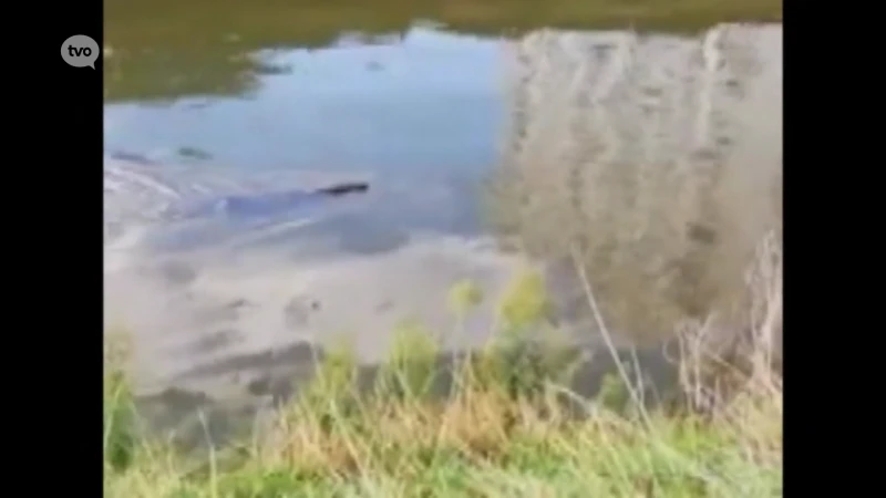 Zeehond gespot in Gent