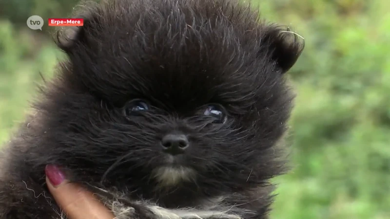 Man steelt puppy bij Josiane in Erpe-Mere: "Binnen paar dagen kan het beestje sterven"