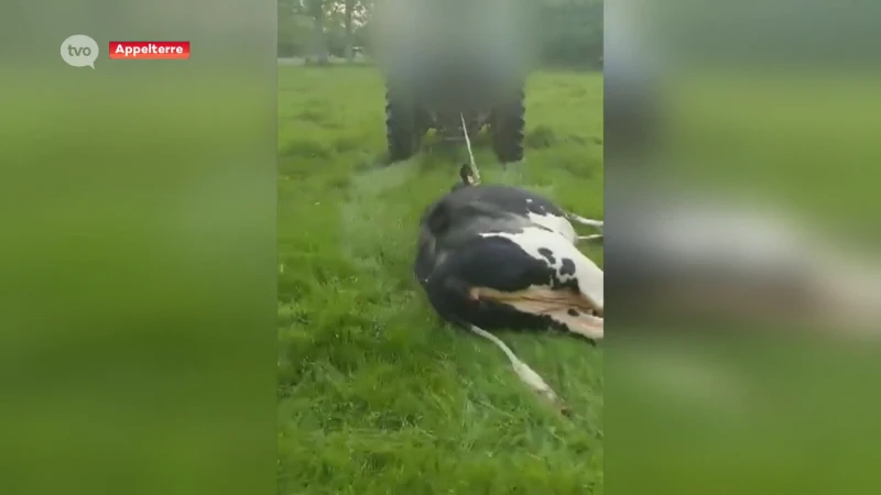 Hof van beroep veroordeelt landbouwers voor mishandelen van dieren