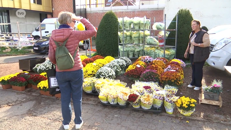 Chrysantentelers hekelen dumpingprijzen in supermarkten: "Daar kunnen we niet tegenop"