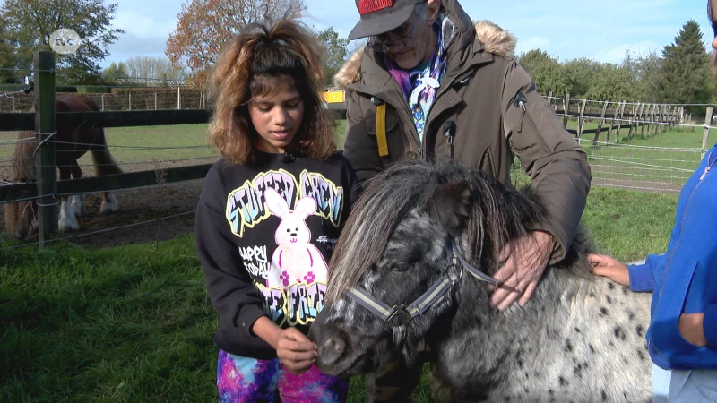 Dierenbeul aan het werk in Wieze, pony en koe krijgen kruisboogpijl in hals