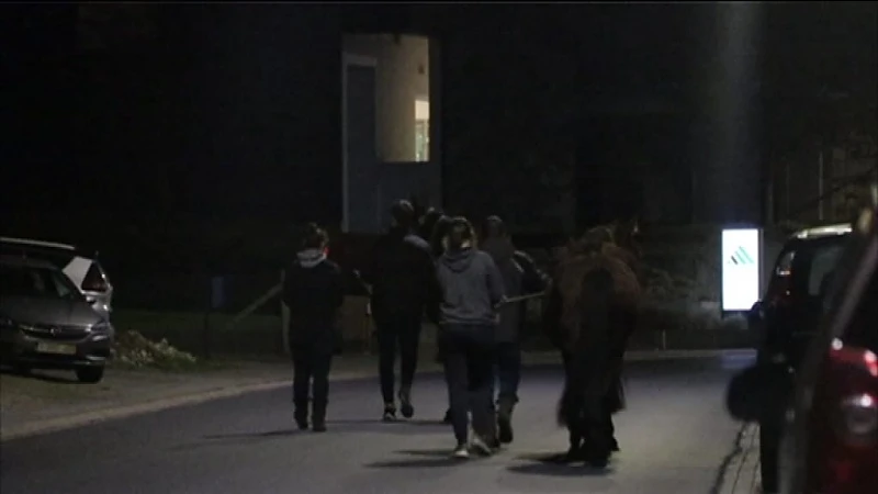 UPDATE: Alle 22 paarden weer op stal in Denderhoutem dankzij massale hulp van inwoners en hulpdiensten
