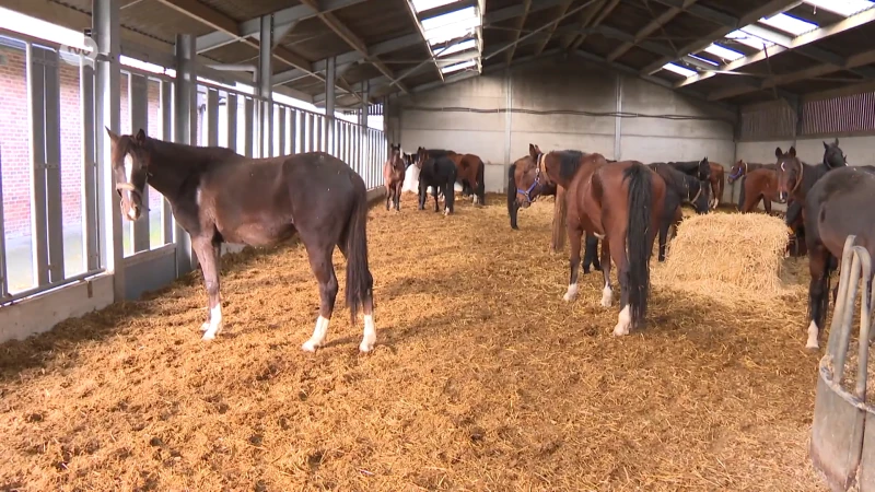 Kudde paarden slaat op hol in Denderhoutem en galoppeert over de expresweg