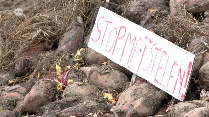 Landbouwer uit Massemen heeft het gehad met bietendieven: "Stop met stelen!"