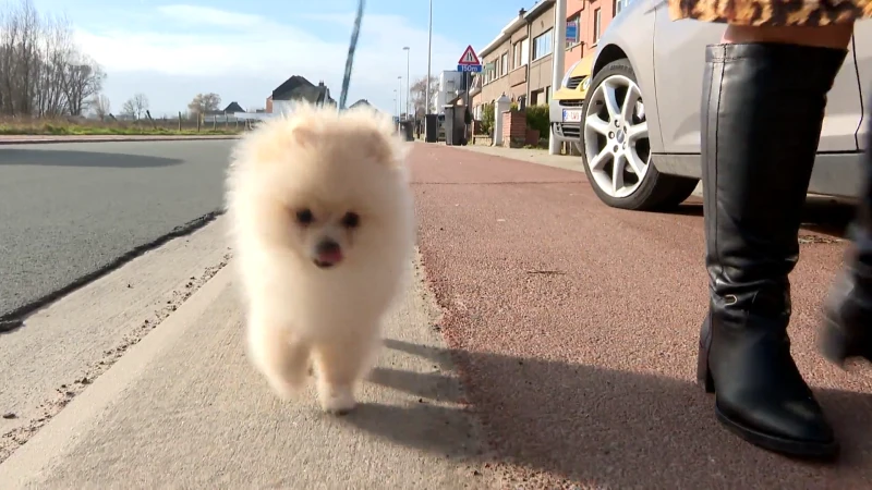 Hondje dat maanden geleden ontvreemd werd in Aalst is terug thuis