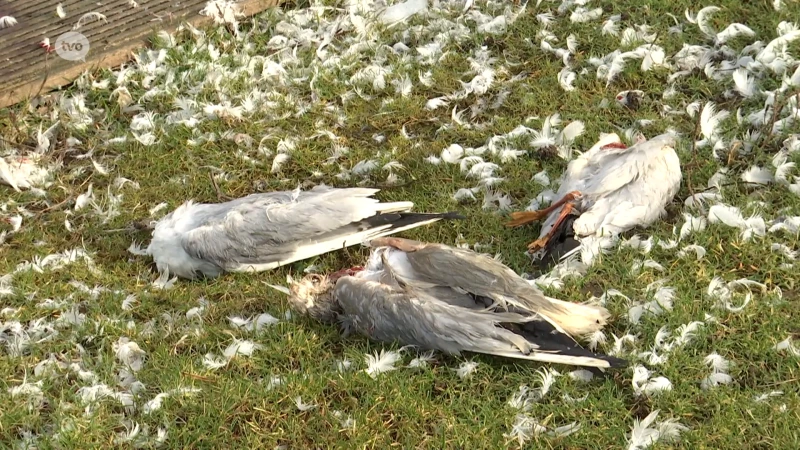 Tientallen dode kokmeeuwen op het Donkmeer: "Wellicht gestorven aan vogelgriep"